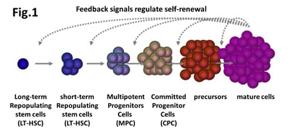 ARCH-project Feedback signals regulate self-renewal